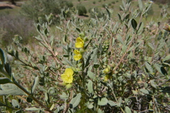 Helianthemum confertum