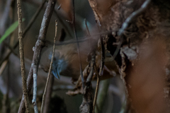 Malacocincla abbotti