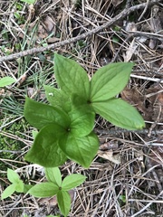 Paris quadrifolia