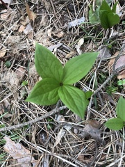 Paris quadrifolia