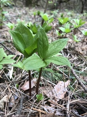 Paris quadrifolia