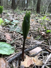 Paris quadrifolia