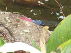 Orthetrum schneideri