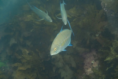 Ferdauia orthogrammus