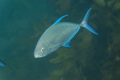 Ferdauia orthogrammus