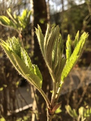 Sorbus aucuparia