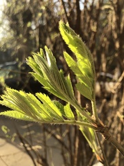 Sorbus aucuparia