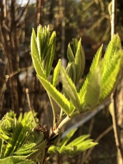 Sorbus aucuparia