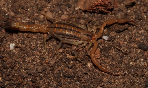 Common Lesser-Thicktail Scorpion