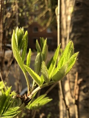 Sorbus aucuparia