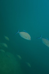 Ferdauia orthogrammus