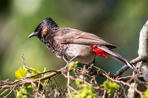 Red-vented Bulbul