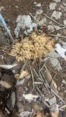 Camponotus maculatus