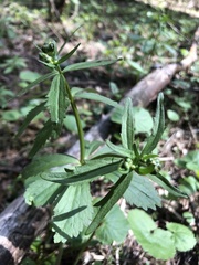 Ranunculus cassubicus