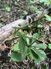 Ranunculus cassubicus