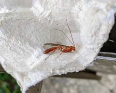 Ophion minutus-group