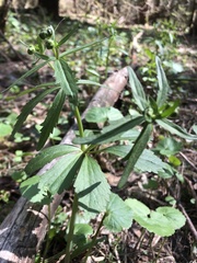 Ranunculus cassubicus
