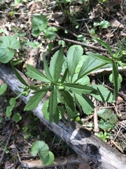Ranunculus cassubicus