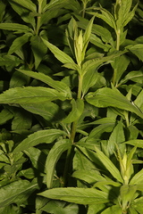 Eupatorium cannabinum