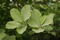 Aria edulis