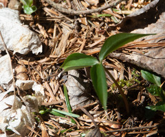 Trillium undulatum