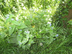 Pentaglottis sempervirens