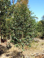 Eucalyptus cladocalyx