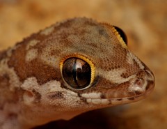 Pachydactylus formosus
