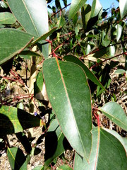 Eucalyptus cladocalyx