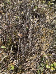 Calluna vulgaris