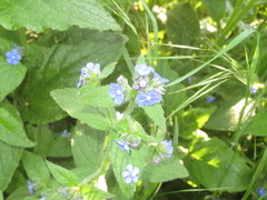 Pentaglottis sempervirens