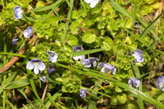 Veronica filiformis