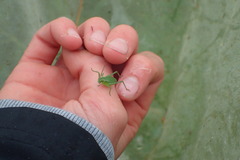 Isophya camptoxypha