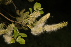 Salix caprea