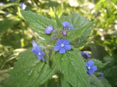 Pentaglottis sempervirens