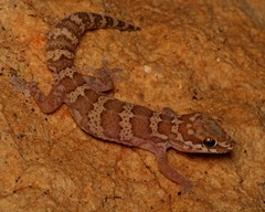 Pachydactylus formosus