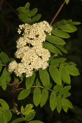 Sorbus aucuparia