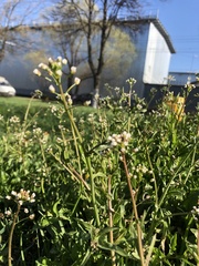 Capsella bursa-pastoris