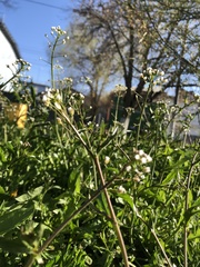 Capsella bursa-pastoris