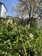 Capsella bursa-pastoris