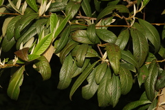 Cotoneaster salicifolius