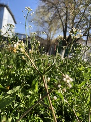 Capsella bursa-pastoris