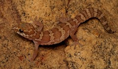Pachydactylus formosus