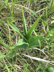 Maianthemum stellatum