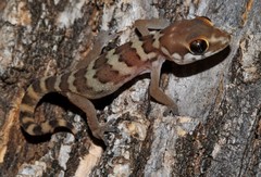 Pachydactylus formosus
