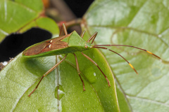 Homoeocerus bipunctatus