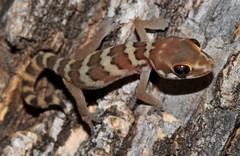 Pachydactylus formosus