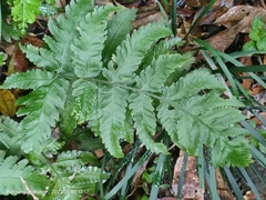 Pleocnemia irregularis