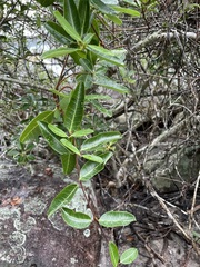 Gymnanthera oblonga