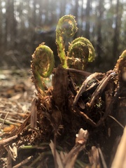Dryopteris filix-mas